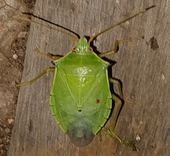 Chlorocoris