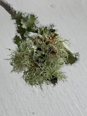 Ramalina complanata