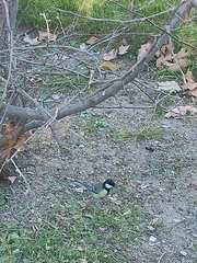 Parus major