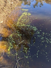 Callitriche marginata