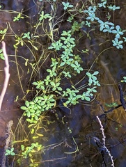 Callitriche marginata