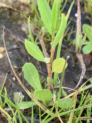 Lythrum hyssopifolia