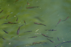 Richardsonius balteatus