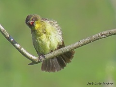Agelasticus cyanopus