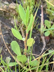 Lythrum hyssopifolia