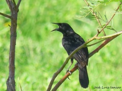 Agelasticus cyanopus