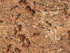 Solenopsis geminata