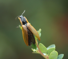 Semiotus luteipennis