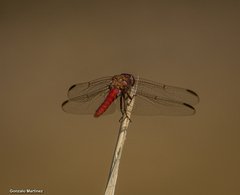 Orthemis nodiplaga