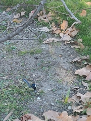 Parus major