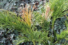 Aciphylla dieffenbachii
