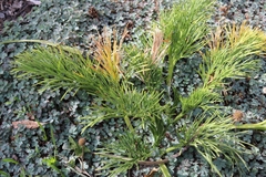 Aciphylla dieffenbachii