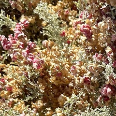 Atriplex lampa