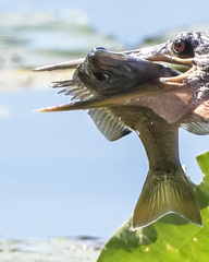 Lepomis macrochirus purpurascens