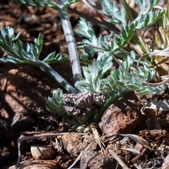 Lomatium nevadense