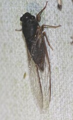Birrima castanea