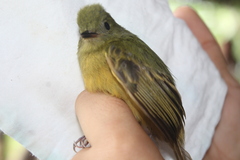 Mionectes oleagineus