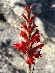 Tritoniopsis triticea