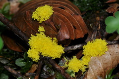 Physarum virescens