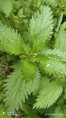 Urtica urens