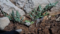 Lomatium nevadense