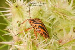 Graphosoma lineatum lineatum