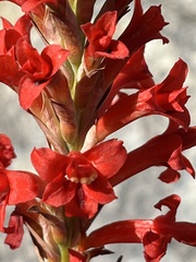 Tritoniopsis triticea