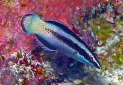 Labroides bicolor