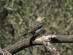Colaptes pitius