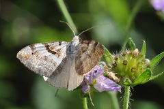 Aplocera praeformata