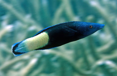 Labroides bicolor