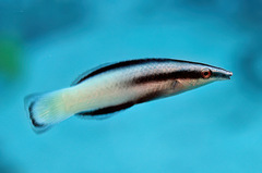 Labroides bicolor