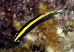 Labroides bicolor