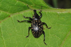 Liparus germanus