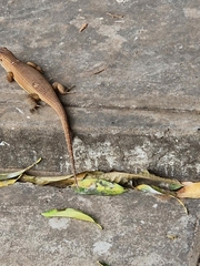 Broadleysaurus major