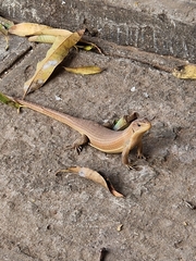 Broadleysaurus major