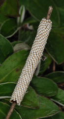 Malacosoma franconicum