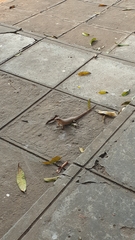 Broadleysaurus major