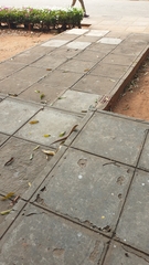 Broadleysaurus major