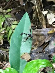 Salpingogaster