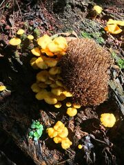 Tricholomopsis aurea