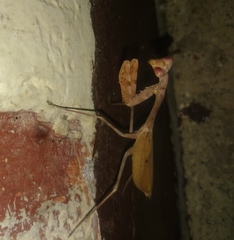 Stagmomantis theophila