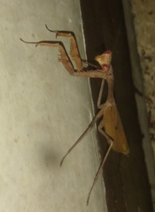 Stagmomantis theophila