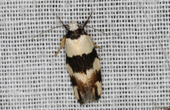 Zonopetala decisana