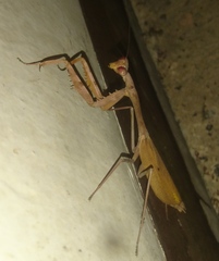 Stagmomantis theophila
