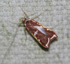 Barantola pulcherrima