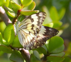 Belenois gidica abyssinica