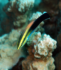 Labroides pectoralis