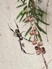 Trichonephila fenestrata