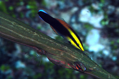 Labroides pectoralis